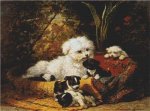 (image for) A Cairn Terrier with Pups
